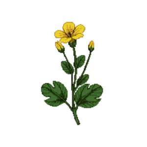 Illustration of Marsh marigold