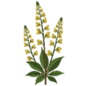 Illustration of Sundrops