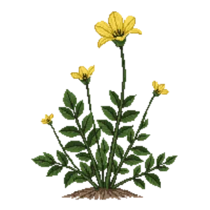 Illustration of Plains Yellow Sundrops
