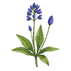 Illustration of Cusick's Camas