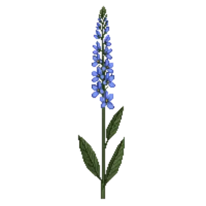 Illustration of Camassia