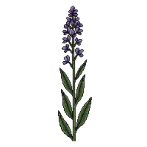 Illustration of Camas