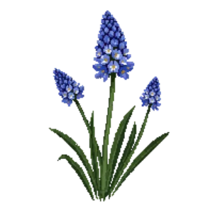 Illustration of Wild Hyacinth