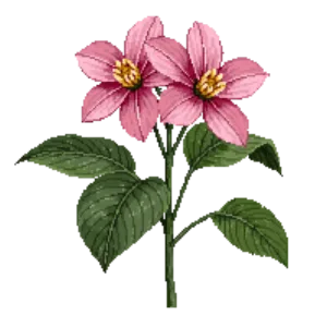 Illustration of Camellia 'Shishi Gashira'