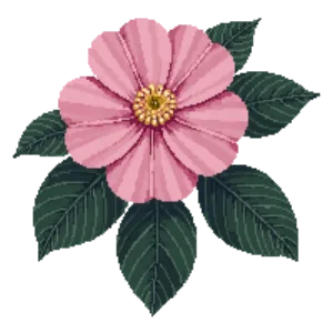 Illustration of Camellia 'Donation'
