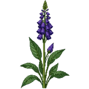 Illustration of Clustered Bellflower 'Superba'