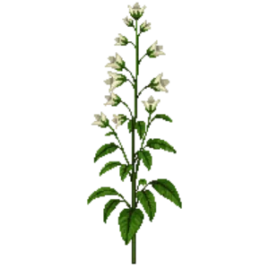 Illustration of Peach-Leaved Bellflower 'Alba'