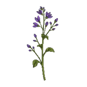 Illustration of Harebell