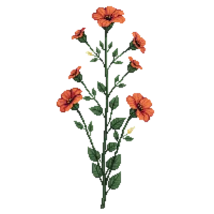 Illustration of Trumpet Vine