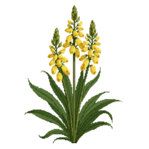 Illustration of Golden Canna