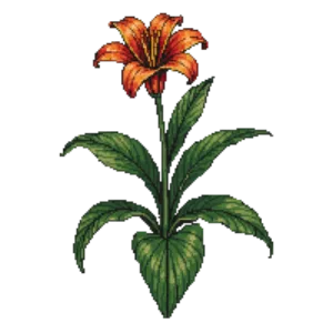 Illustration of Canna lily