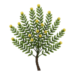 Illustration of Weeping pea shrub