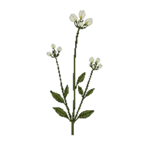 Illustration of Cutleaf Toothwort
