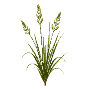 Illustration of Appalachian Sedge