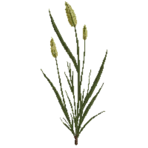 Illustration of Cherokee Sedge