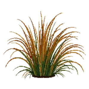 Illustration of Bronze New Zealand Sedge