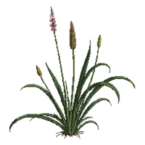 Illustration of Glaucous sedge