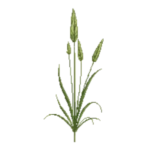 Illustration of Gray's Sedge