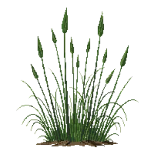 Illustration of Bunny Blue Sedge