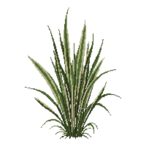 Illustration of Sedge 'Ice Dance'