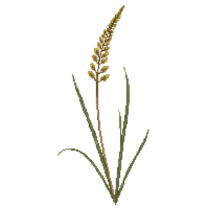Illustration of Palm Sedge