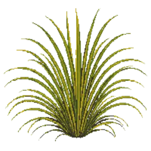 Illustration of Evergold Sedge