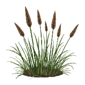 Illustration of CA Meadow Sedge