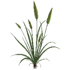 Illustration of Pennsylvania Sedge