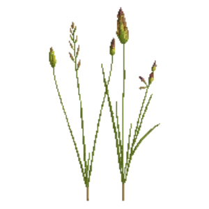 Illustration of Plantain Sedge