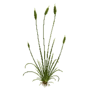 Illustration of Tussock Sedge