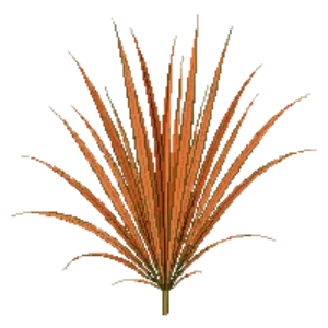 Illustration of Orange sedge