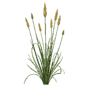 Illustration of Texas Sedge