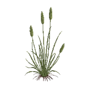 Illustration of Fox Sedge