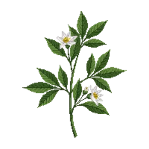 Illustration of Bush Anemone