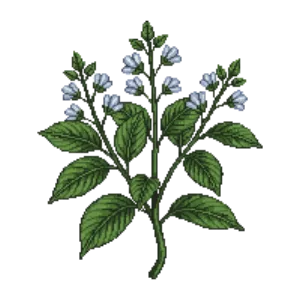 Illustration of New Jersey Tea