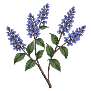 Illustration of California Lilac 'Yankee Point'