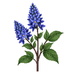 Illustration of California Lilac 'Ray Hartman'