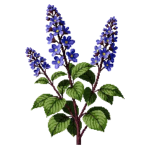Illustration of California Lilac 'Skylark'