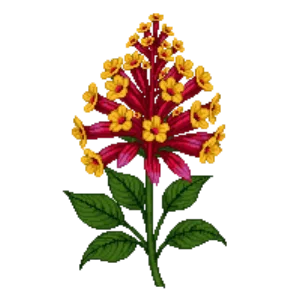 Illustration of Cockscomb
