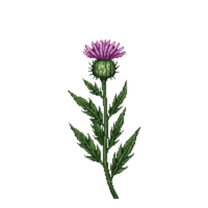 Illustration of Persian Cornflower