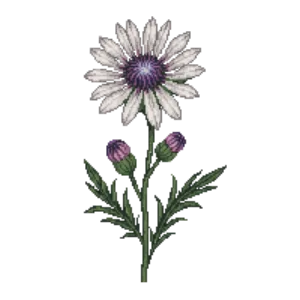 Illustration of Perennial Cornflower 'Amethyst in Snow'