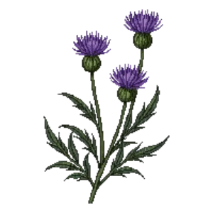Illustration of Perennial Cornflower