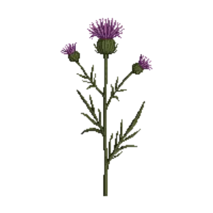 Illustration of Common Knapweed