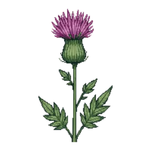 Illustration of Greater Knapweed