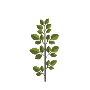 Illustration of Katsura