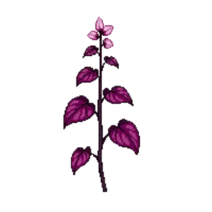 Illustration of Redbud 'Forest Pansy'