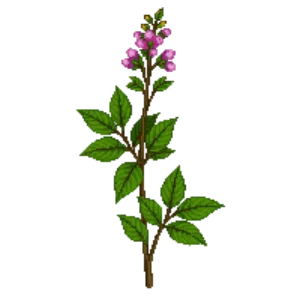 Illustration of Eastern Redbud