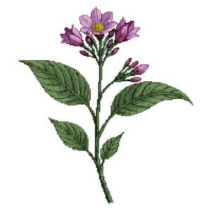 Illustration of Western Redbud