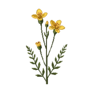 Illustration of Partridge Pea