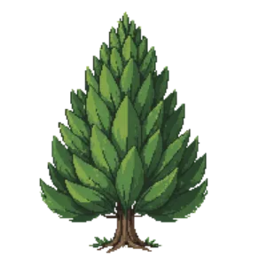 Illustration of Hinoki Cypress 'Nana Gracilis'